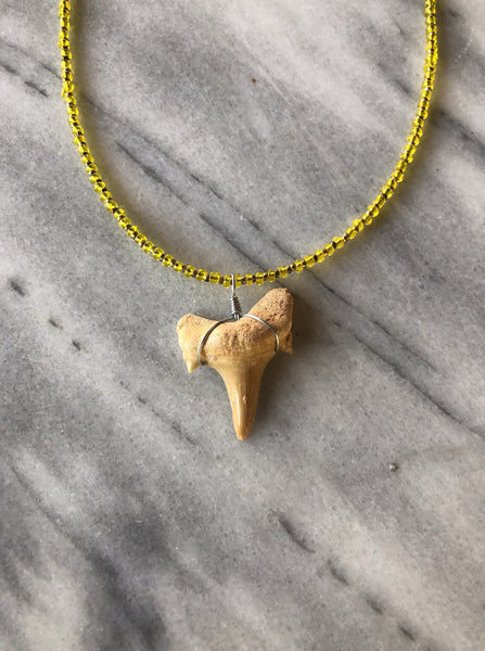 Shark Tooth Necklace